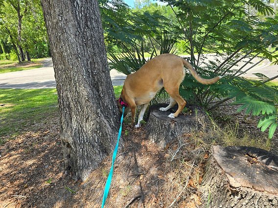Luna on a long-line sniff walk, exploring on her own terms