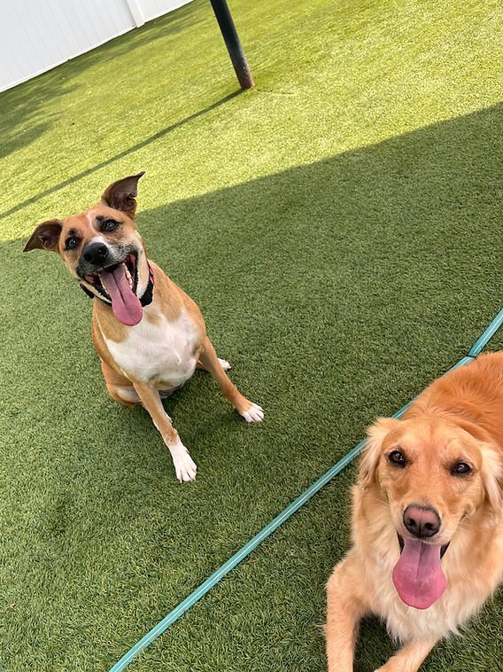 Luna with her golden retriever friend at doggy daycare – Adventures With Luna