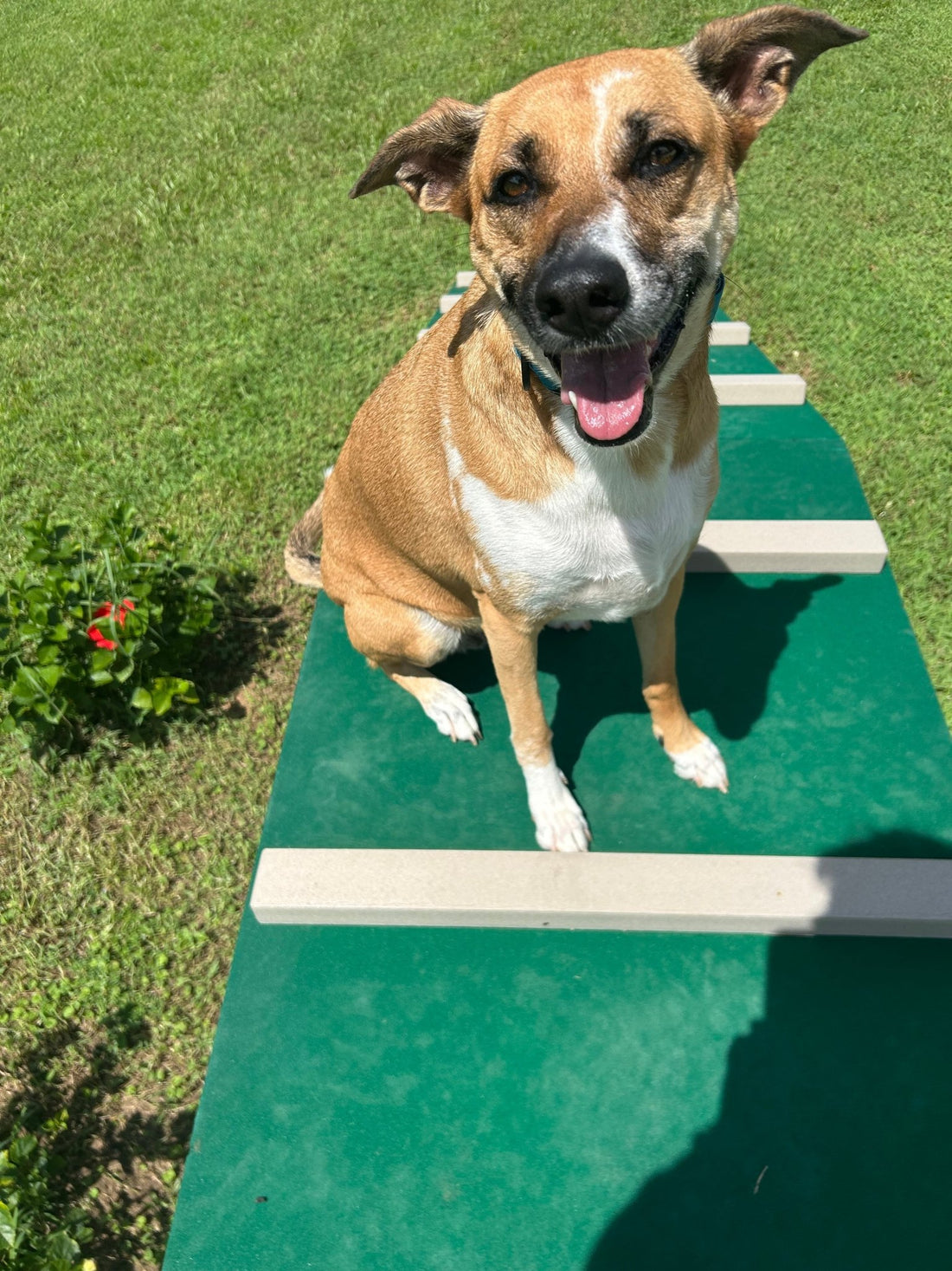 Luna sitting on a green outdoor platform in the sunshine.