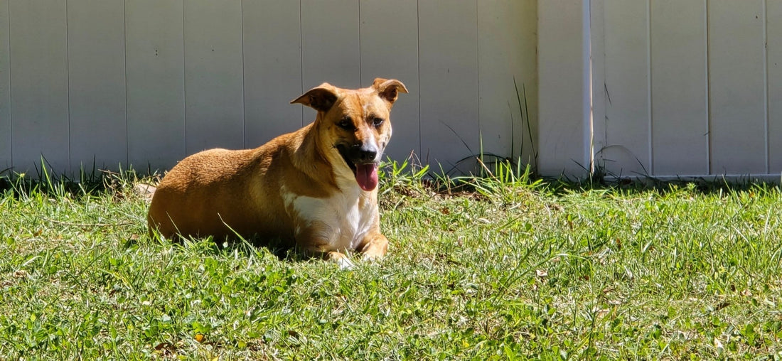 Luna smiling in the sunny backyard at her new home – Adventures With Luna