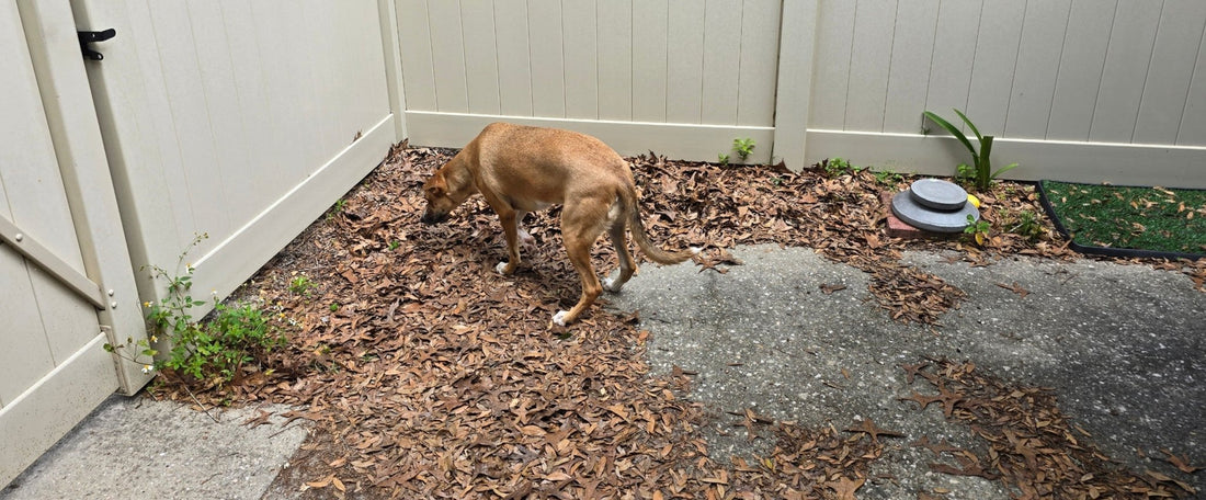 Luna nervously exploring near the fence – Adventures With Luna