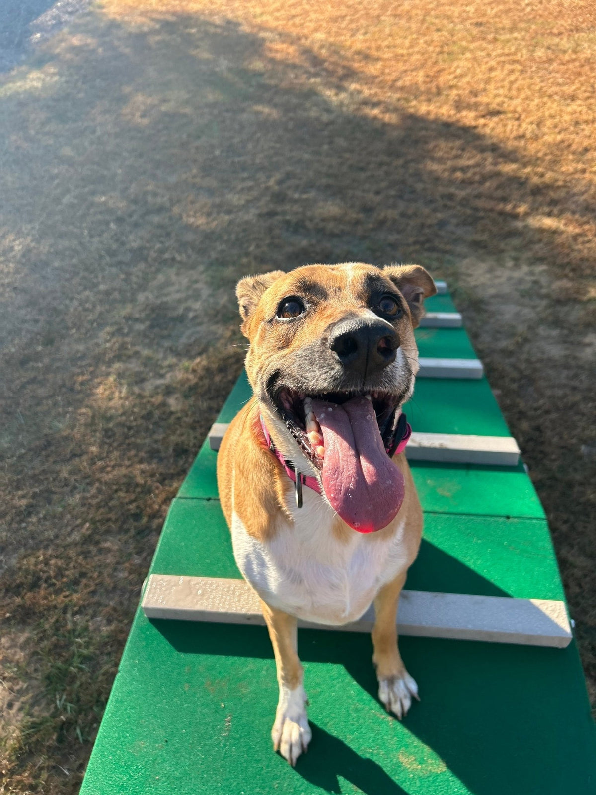 Happy rescue dog Luna at the park – Adventures With Luna rescue dog hoodie collection