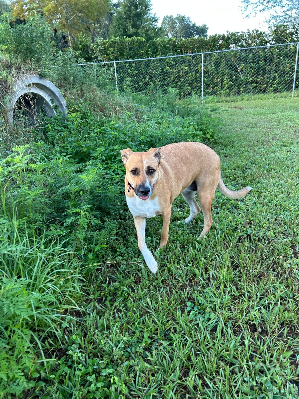 Luna rescue dog outdoors in green field – Adventures With Luna