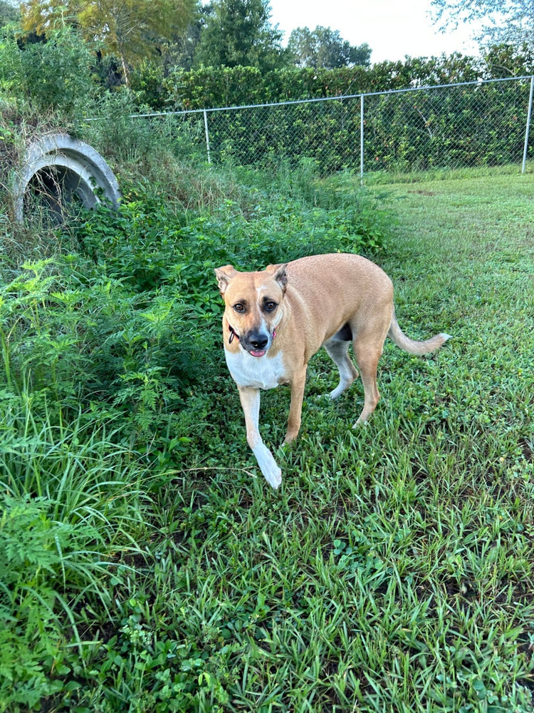 Luna rescue dog outdoors in green field – Adventures With Luna