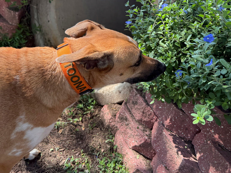 Luna rescue dog exploring garden with blue flowers – Adventures With Luna dog apparel collection